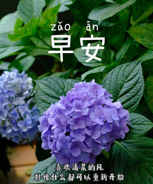 最多花语的花是什么？