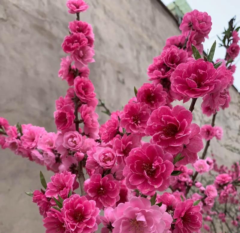 最多花语的花是什么？