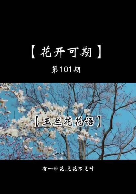 玉兰花语的起源有哪些说法？