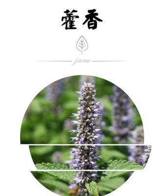 霍香菊的花语有何象征？