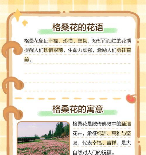 每天一花的花语有何深意？