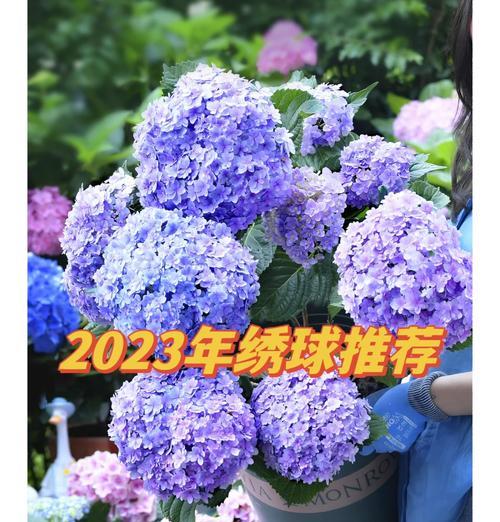 绣球花的花语代表什么？