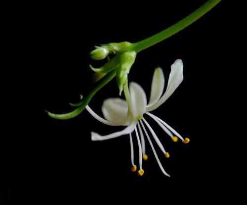 紫叶吊兰的花语有何含义？