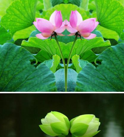 雁河菊的花语有何特别之处？