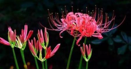 雁河菊的花语有何特别之处？