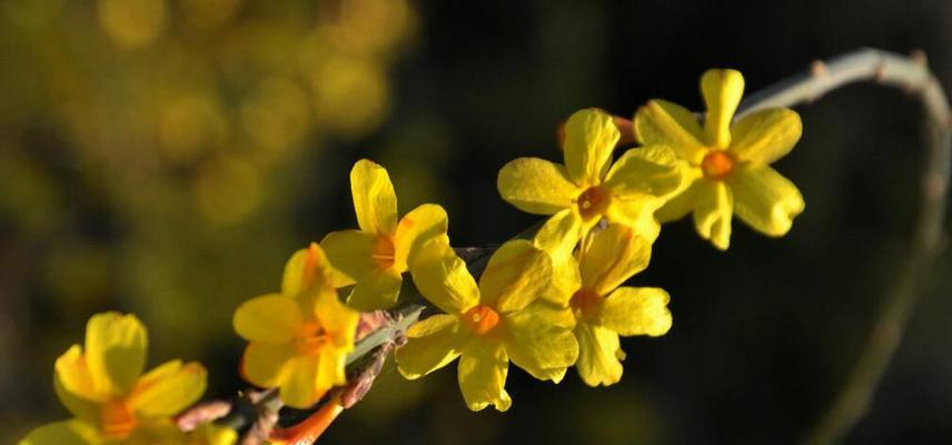 迎春花的花语有何象征？