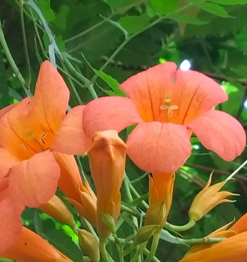小凌霄花的花语有何特别之处？