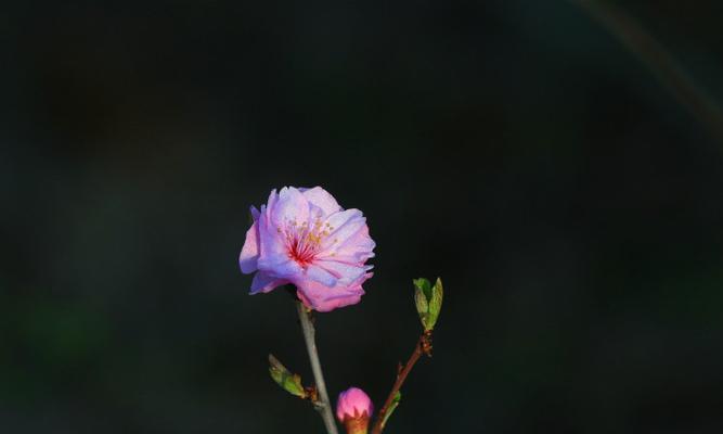 梓籽花的花语有何寓意？