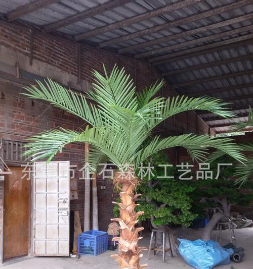小椰子树的花语有何深意？