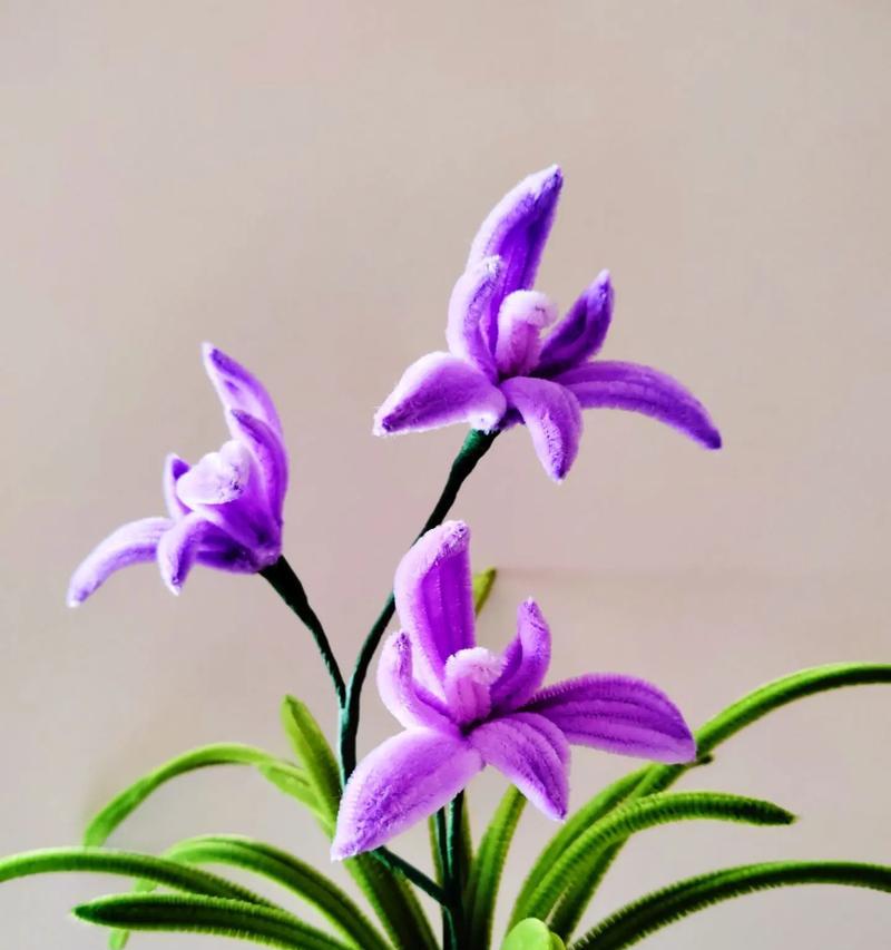 蛾蝶花的花语有哪些含义？