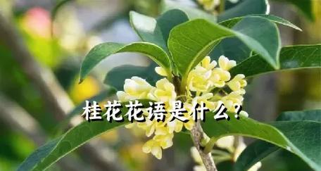 桂花树枝的花语有何特别之处？