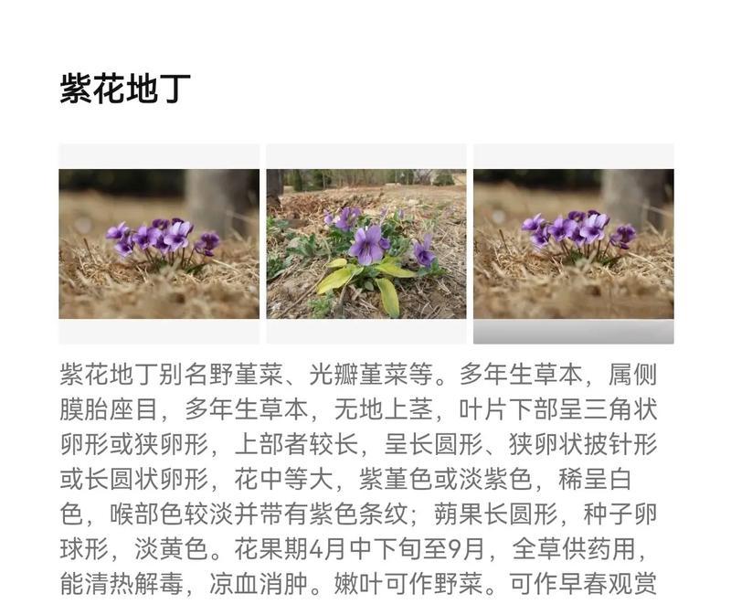 花与花的花语有哪些区别？
