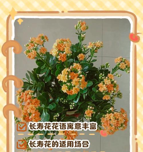 花与花的花语有哪些区别？