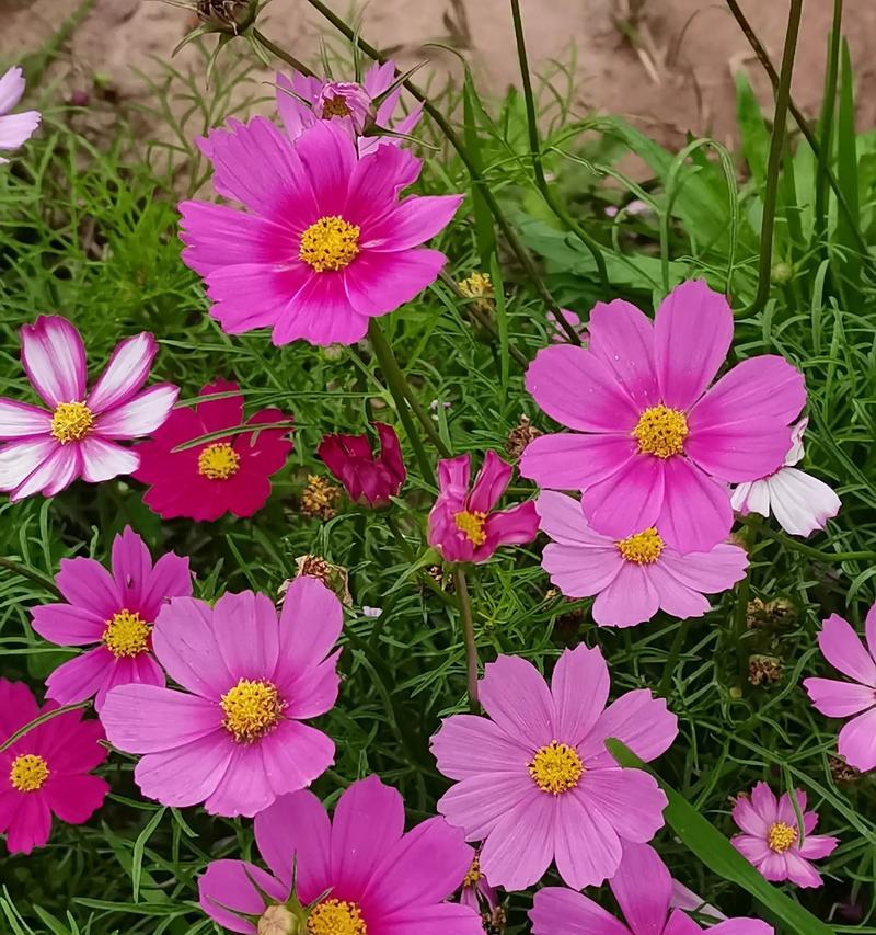 百日花的花语有哪些寓意？