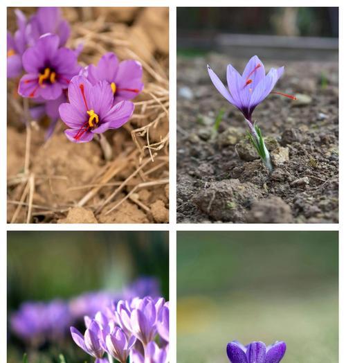 藏红花的花语代表什么？