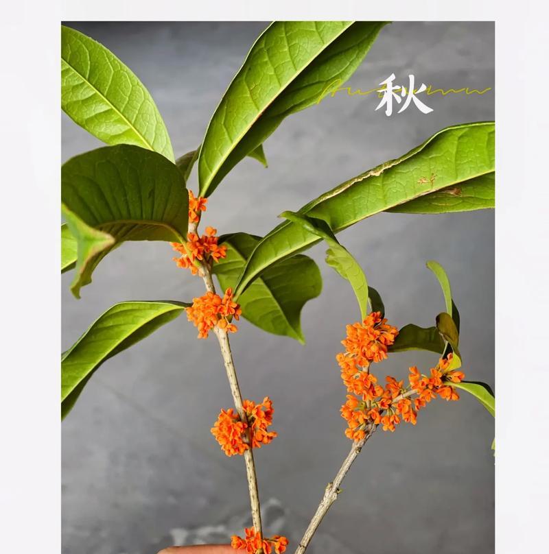 一抺香的花语有何特别之处？