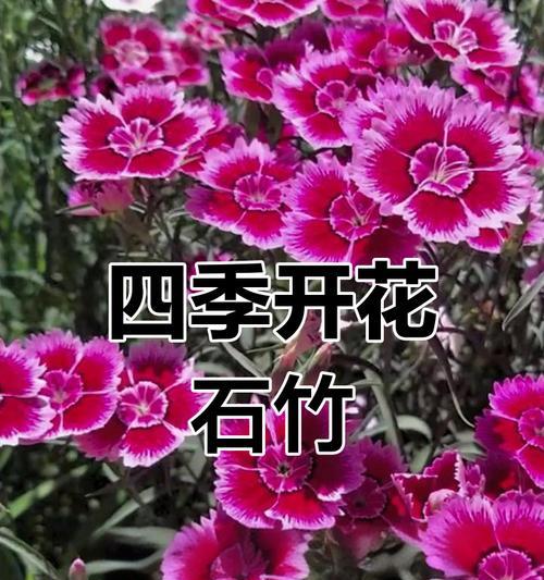 白花语石竹花的花语有何含义？