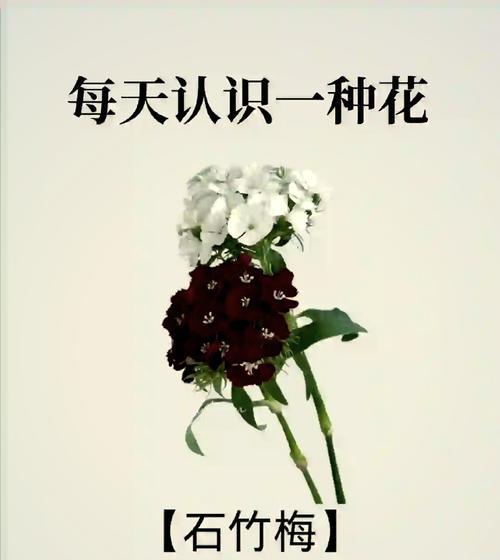 白花语石竹花的花语有何含义？
