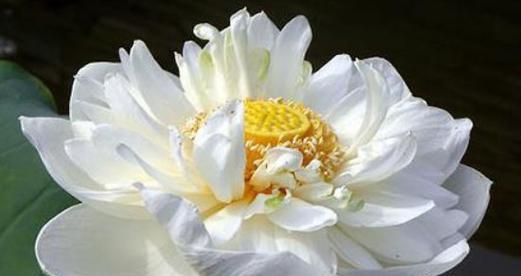 芙蓉雪莲花的花语有何特别之处？