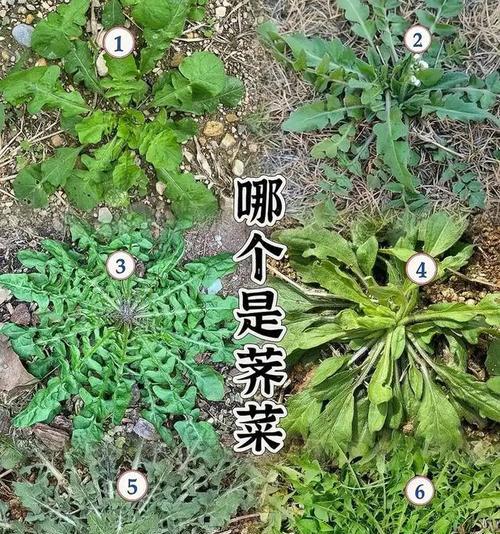 剂菜的花语有何特别之处？