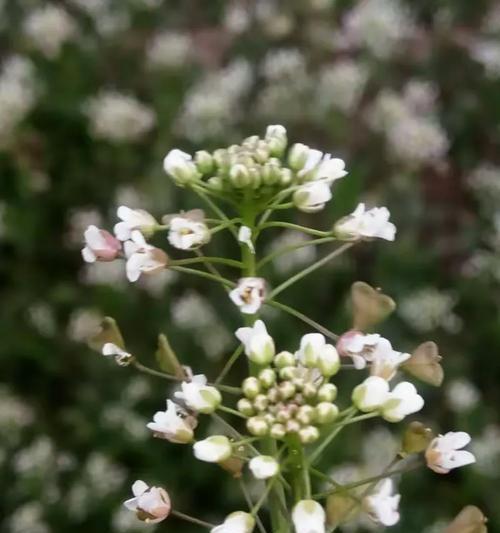 剂菜的花语有何特别之处？