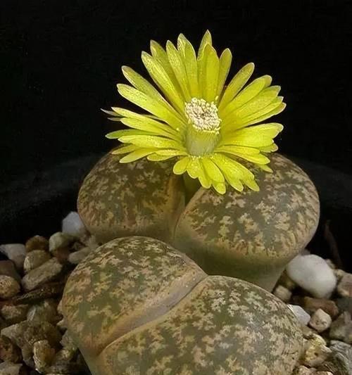 蒜石花的花语代表什么？