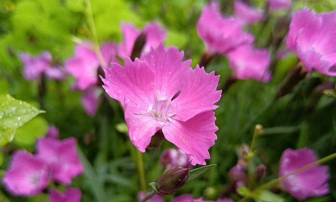 蒜石花的花语代表什么？