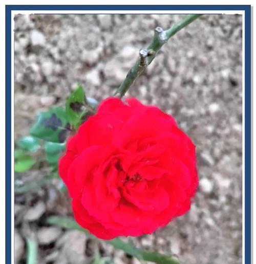 混色月季的花语有何含义？