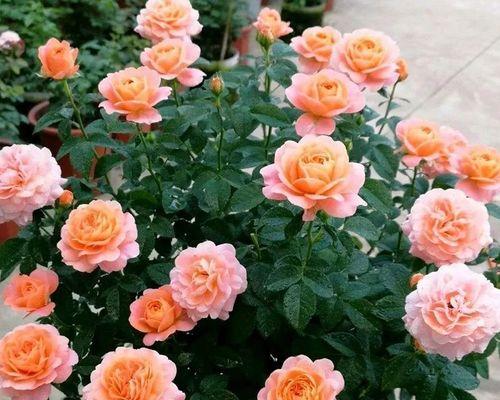 混色月季的花语有何含义？