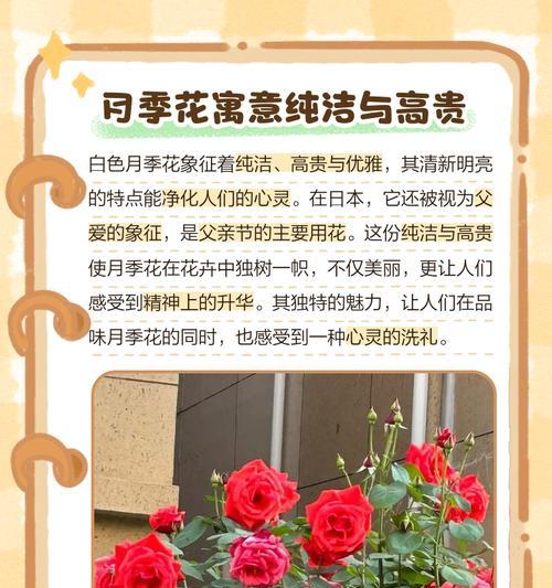 混色月季的花语有何含义？