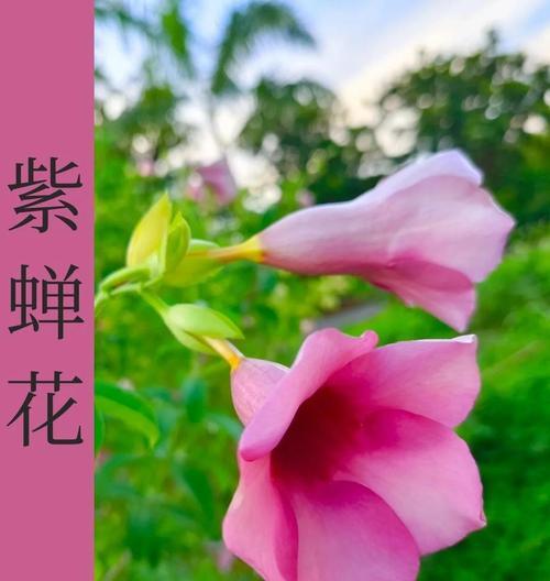 红蝉花的花语代表什么？