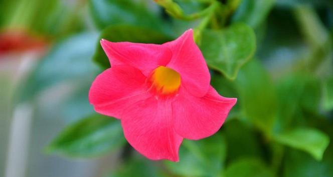 红蝉花的花语代表什么？