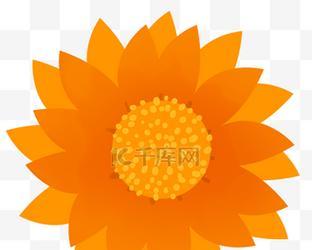 橙色鸢尾花代表什么含义？