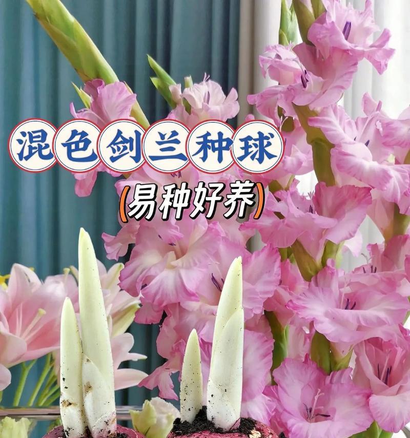 剑兰花代表的寓意是什么？