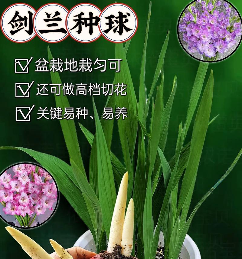 剑兰花代表的寓意是什么？