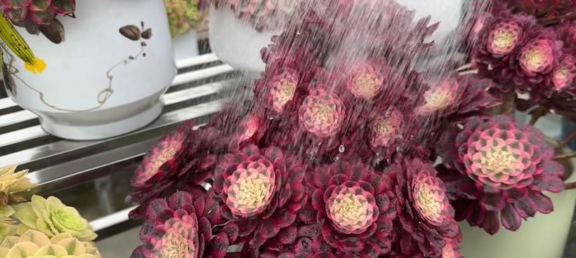 昂斯洛花语的含义是什么？