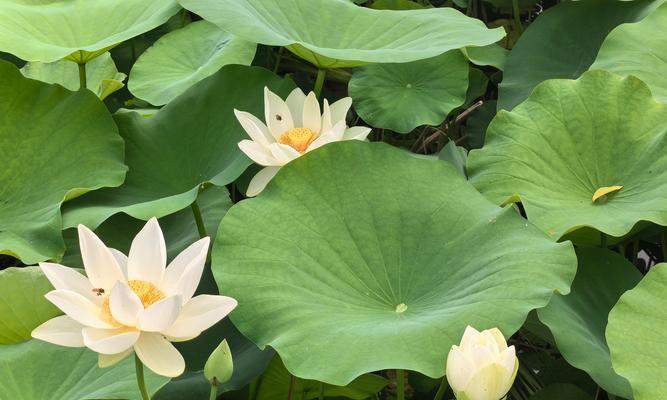 荼扉花代表的含义是什么？