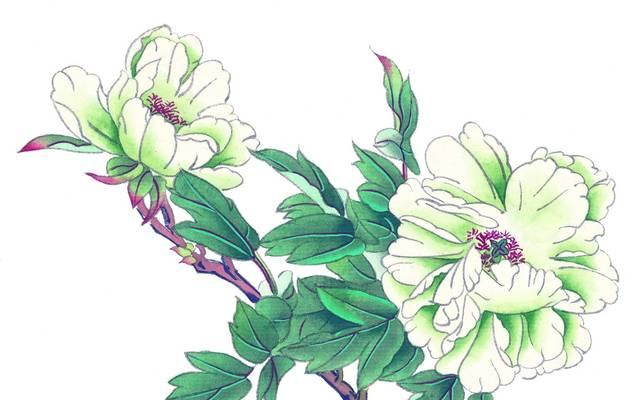 荼扉花代表的含义是什么？