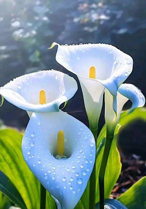 马蹄莲菊的花语代表什么？
