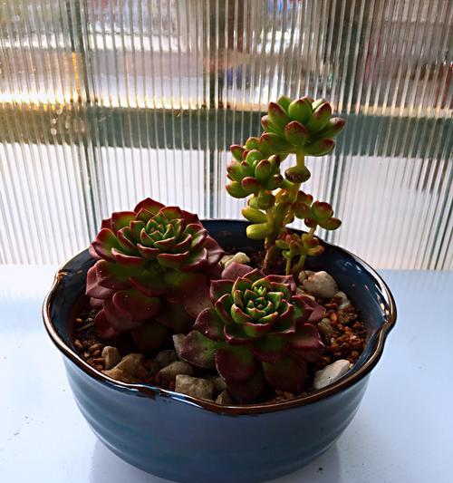 露娜莲代表的花语含义是什么？