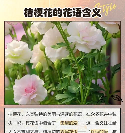 深粉桔梗的花语代表什么？