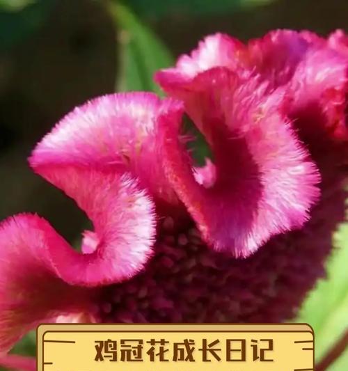 黄鸡冠花的花语含义是什么？