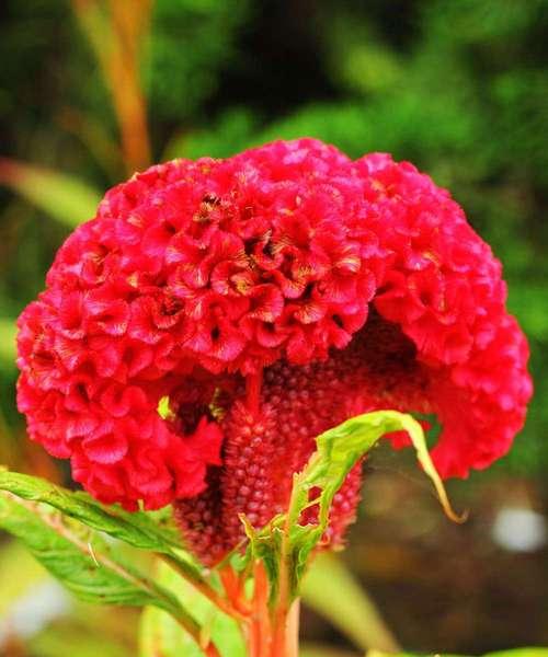 黄鸡冠花的花语含义是什么？