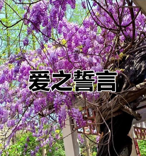 紫藤萝花的花语代表什么？