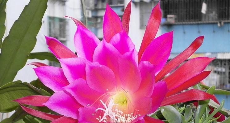 令剪荷花代表的花语是什么？