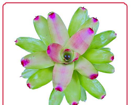 彩叶凤梨的花语代表什么？