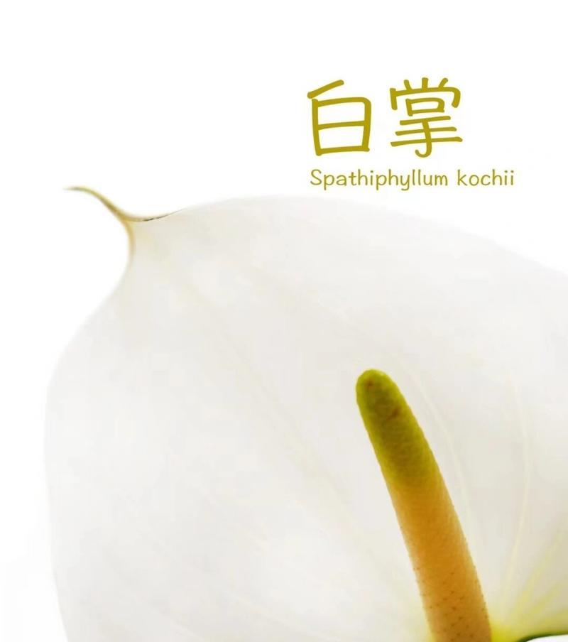 白掌代表的花语含义是什么？