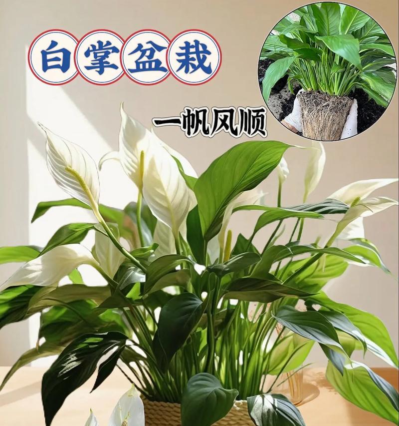 白掌代表的花语含义是什么？