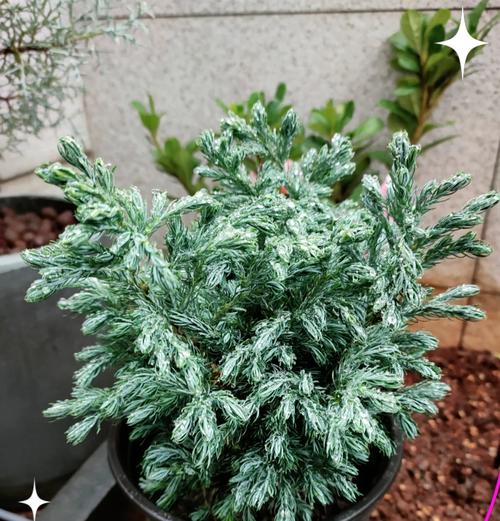 蓝湖柏的花语代表什么含义？