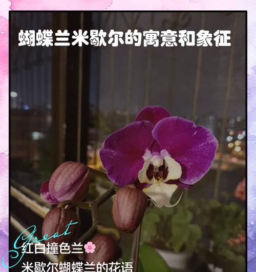 蝴铁兰代表的花语含义是什么？